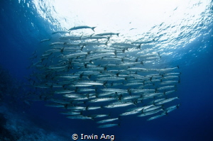 R A Y - F I N N E D
Barracuda
Sumilon Island, Cebu. Phi... by Irwin Ang 